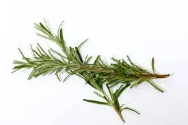100% Pure Rosemary Essential Oil 10ml