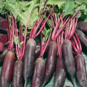 Beet, Cylindra Organic Seeds