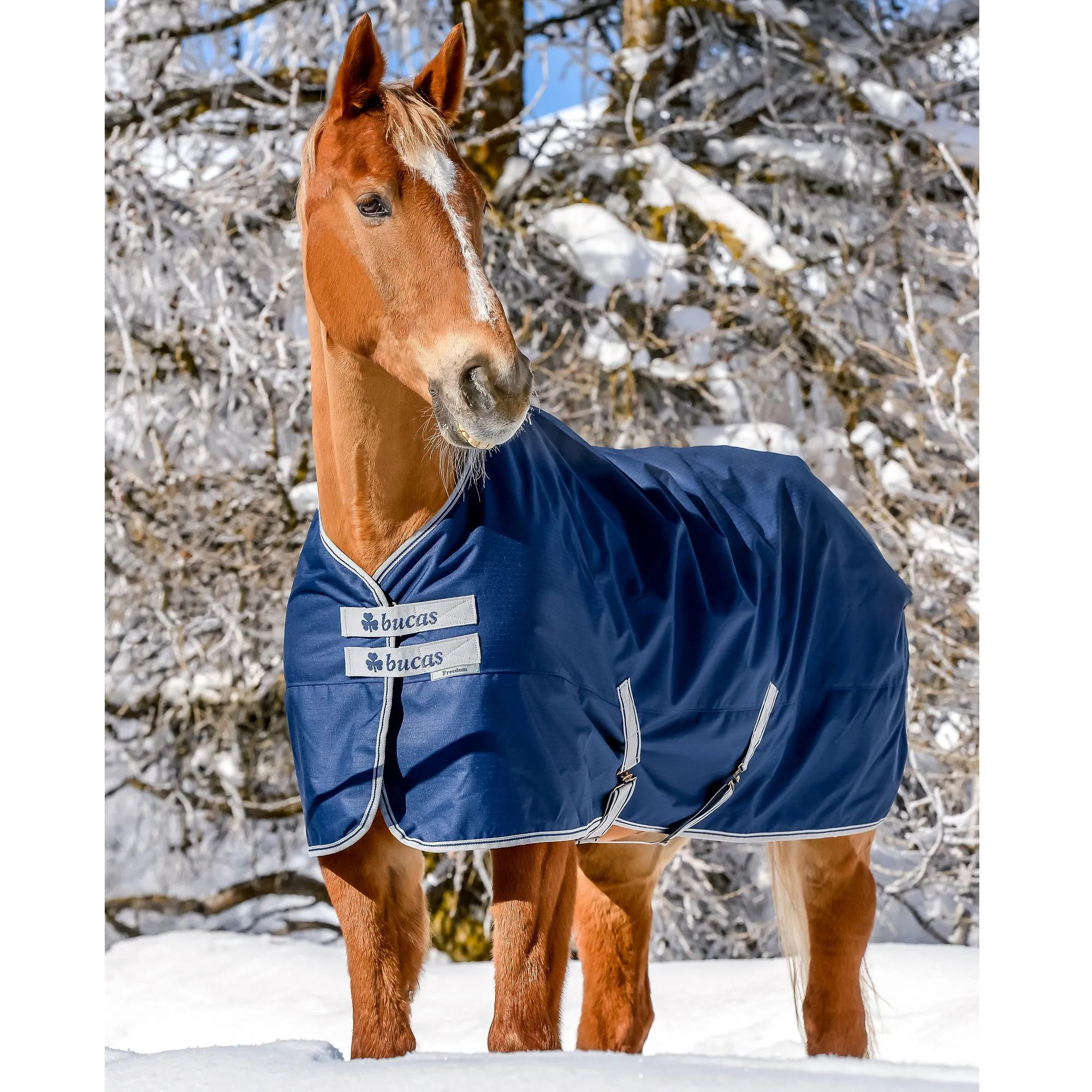 Bucas Freedom Turnout Blanket - Heavy Weight (300G)
