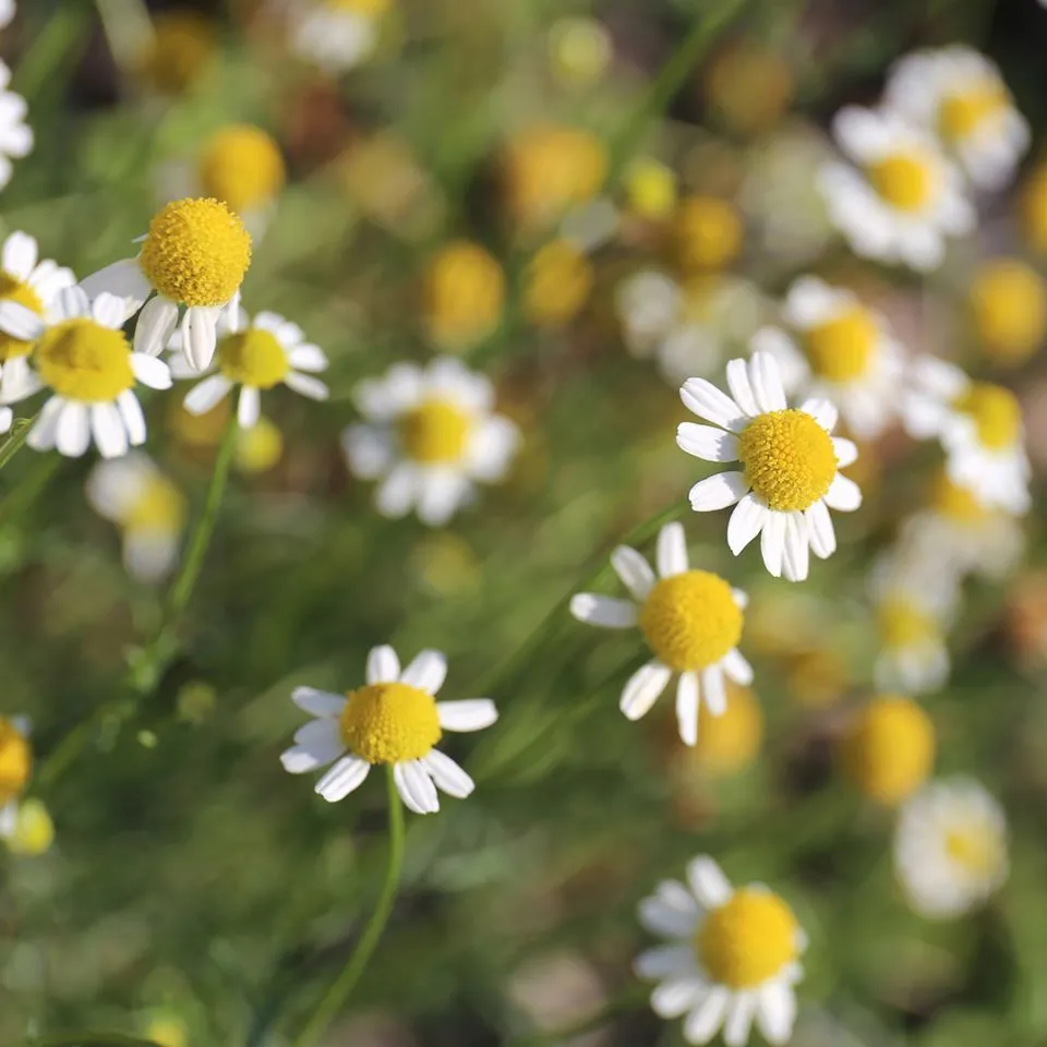 Chamomile (Roman) Essential Oil - Organic (Anthemis Nobilis)