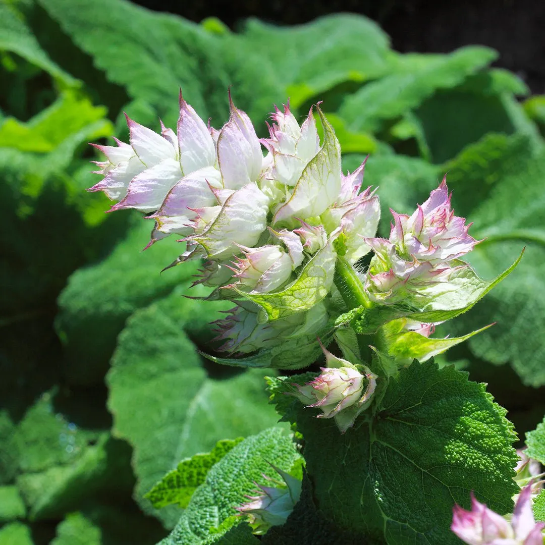 Clary Sage (Kashmir) Essential Oil (Salvia Sclarea)